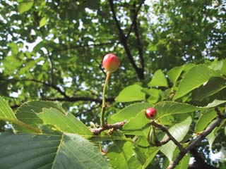 �T�N�����{?