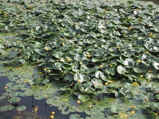 �R�R�E�z�l