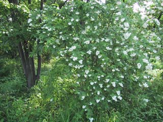 �E�c�M(���L�m�V�^��)