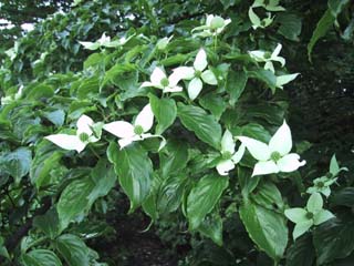 ���}�{�E�V