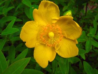 5/23�Ă̏��Ԃł��B�Q�������ς��t���Ă��܂����B(*^_^*)