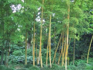 ���̑O�̃^�P�m�R���e�Ɠ������炢�傫���Ȃ��Ă��܂����B(@_@)