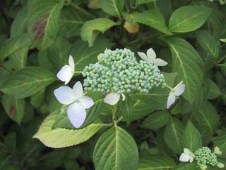 5/21�z���z��