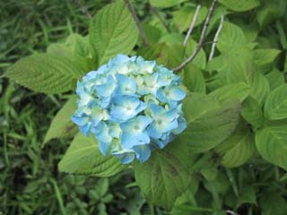 5/23�����ȉ������z�Ԃł����B