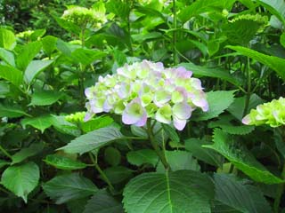 5/21�s���N�̎��z�Ԃ�����ƐF�t���܂����B