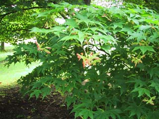 5/23���݂�?���Ԃ̂悤�Ȃ��̂��t���Ă��܂����B