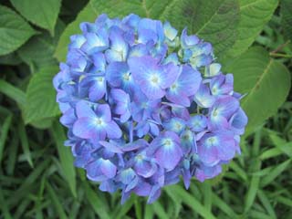 5/23�傫�Ȏ��z�Ԃł����B�Y��ɐF�t���Ă��܂����B